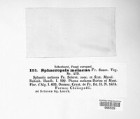 Omphalospora melaena image